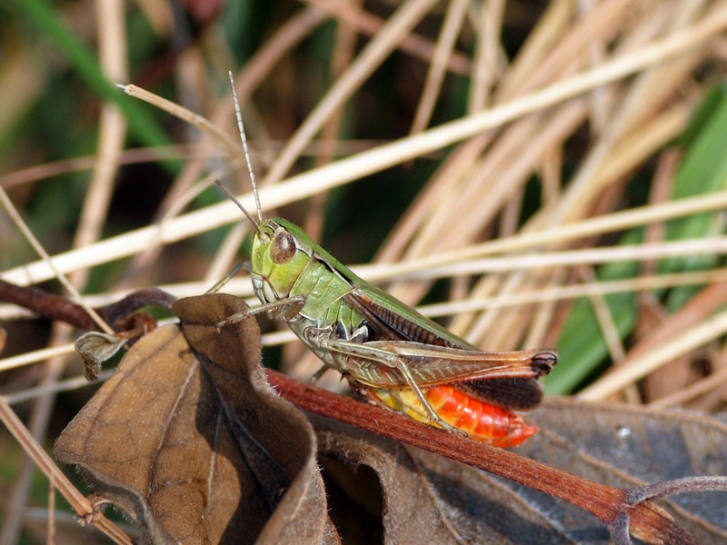 Acrididae da id.